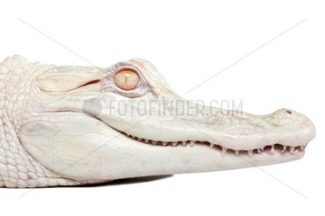 Portrait of an American Alligator