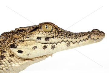 Portrait of a young Nile crocodile