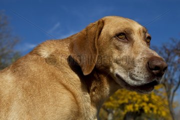 Portrait of a mongrel dog in France
