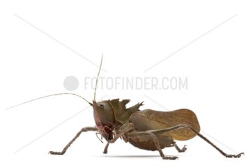 Conehead katydid in studio on white backgroun