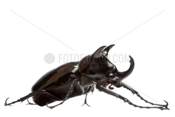 Giant Atlas Beetle in studio on white background