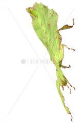 Leaf Insect in studio on white background