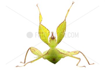 Leaf Insect in studio on white background