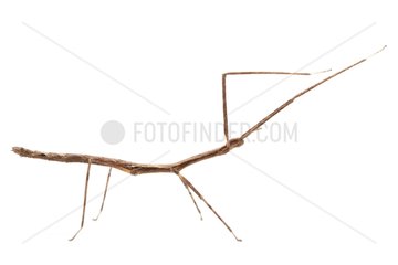 Stick Insect in studio on white background