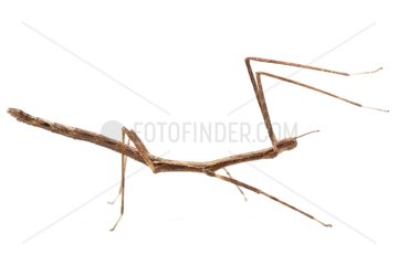 Stick Insect in studio on white background