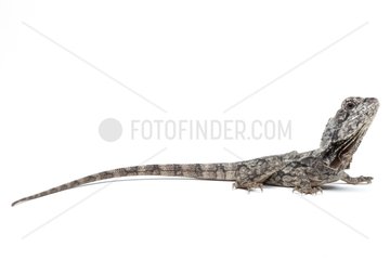 Frilled Lizard in studio on white background