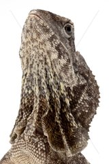 Portrait of a Frilled Lizard in studio on white background