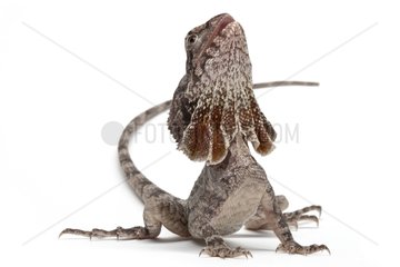 Frilled Lizard in studio on white background