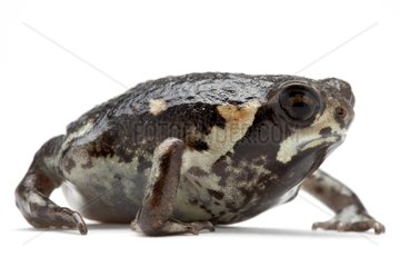 Common Rain Frog in studio on white background