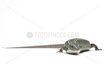 Imbricate Alligator Lizard in studio on white background