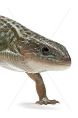 Imbricate Alligator Lizard in studio on white background