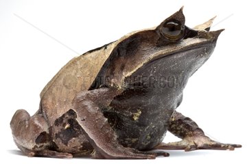 Borneon Horned Frog in studio on white background
