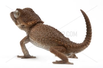 Helmethead Gecko in studio on white background