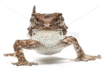 Helmethead Gecko in studio on white background