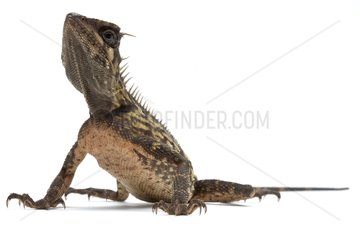 Armoured Spiny Lizard in studio on white background