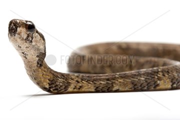 Snake-eating snails in studio on white background