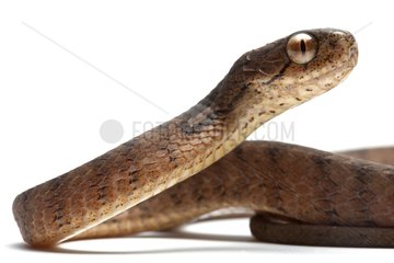 Asian slug snake in studio on white background
