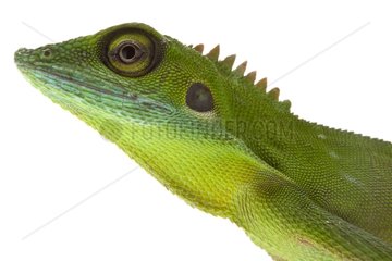 Green Crested Lizard in studio on white background