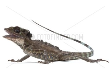 Great Anglehead Lizard in studio on white background