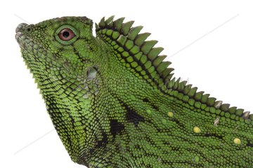 Doria's Anglehead Lizard in studio on white background