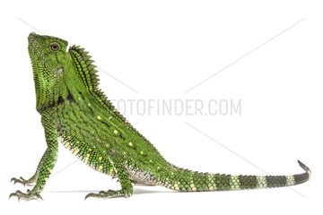 Doria's Anglehead Lizard in studio on white background