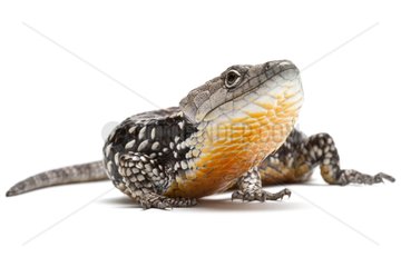 Arboreal alligator lizard in studio on white background