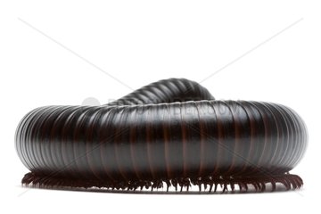 Giant African Millipede in studio on white background