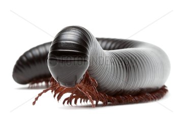 Giant African Millipede in studio on white background