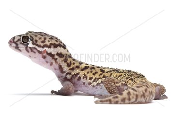 Gecko in studio on white background