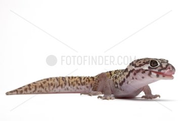 Gecko in studio on white background