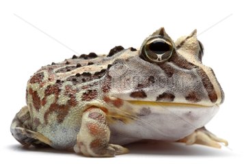 Brazilian Horned Frog in studio on white background