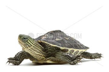 Chinese Stripe-necked Turtle in studio on white background