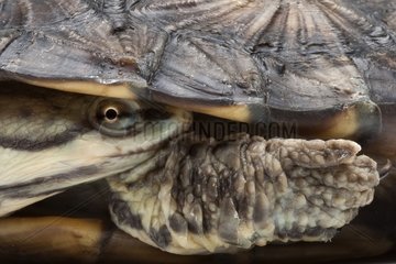Closeup of a South-American snake-necked turtle