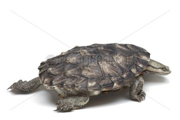 Turtle pleurodire in studio on white background