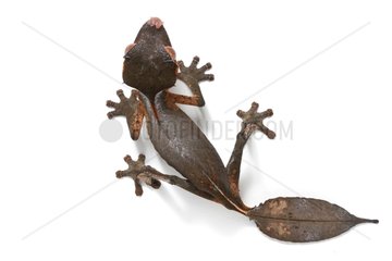 Satanic leaf-tailed gecko in studio on white background