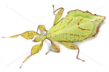 Leaf insect in studio on white background