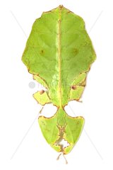 Leaf insect in studio on white background