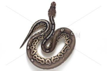 Royal Python 'pewter' in studio on white background