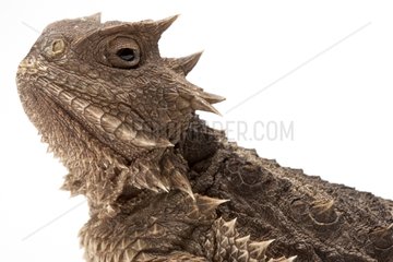 Portrait of a Horned lizard in studio on white background