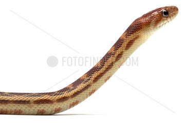 Cape Gopher Snake in studio on white background