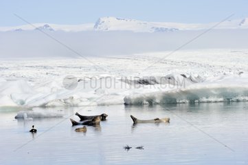 Harbor seal in a glacial lake Iceland