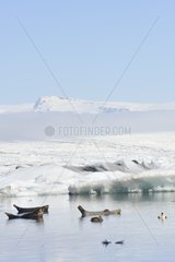Harbor seal in a glacial lake Iceland