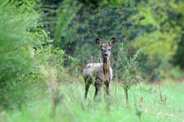 Roe deer yearling under the rain Sologne France