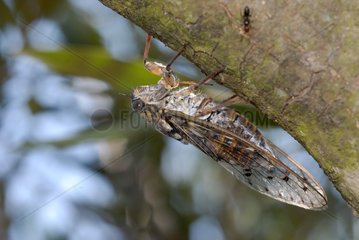 Cicada under a branch Provence France