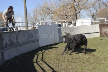 Prophylaxis session with a bull Camargue France