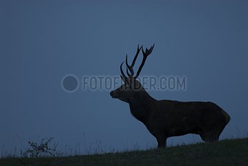 Silhouette of Red Deer at dawn in rut France