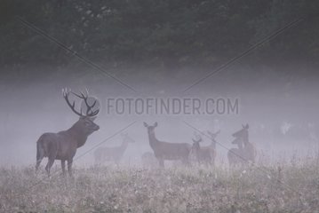 Red deer and hinds in the morning mist France