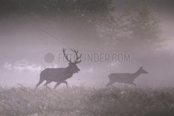 Red deer pursuing a hind in the morning mist France
