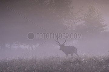 Red deer entering a wood in the morning mist France