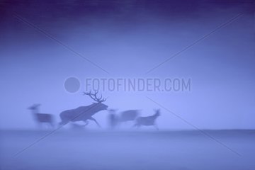Red deer charging a young male in the evening mist France